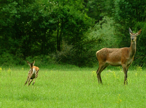 PASSIONE PER IL CERVO